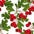 Hawthorn berry with leaves isolated on white background